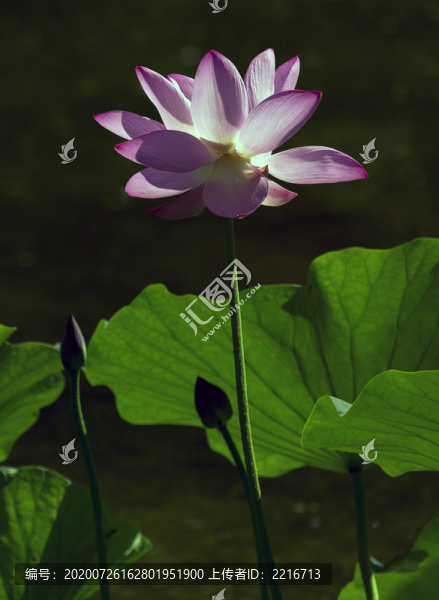 荷花