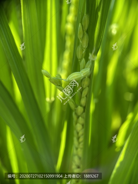 稻穗