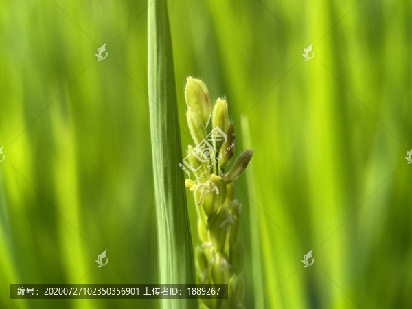 稻穗