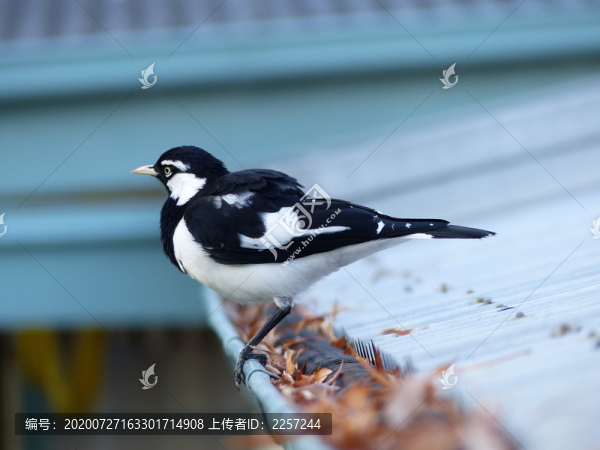 喜鵲