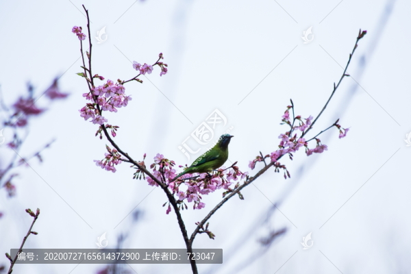 橙腹葉鵯