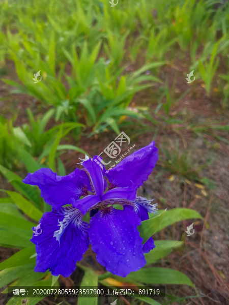 鳶尾花素材