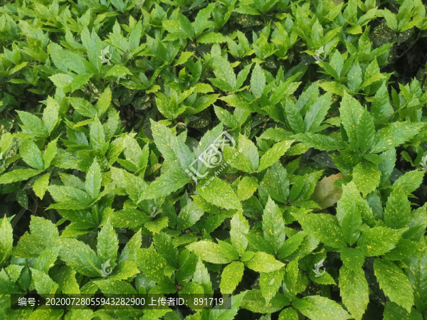 綠色植物背景墻