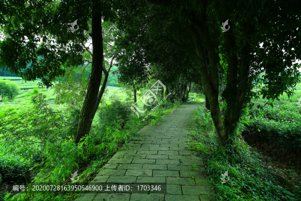 茶園田間小路