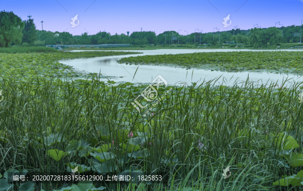 沈陽東陵荷花湖