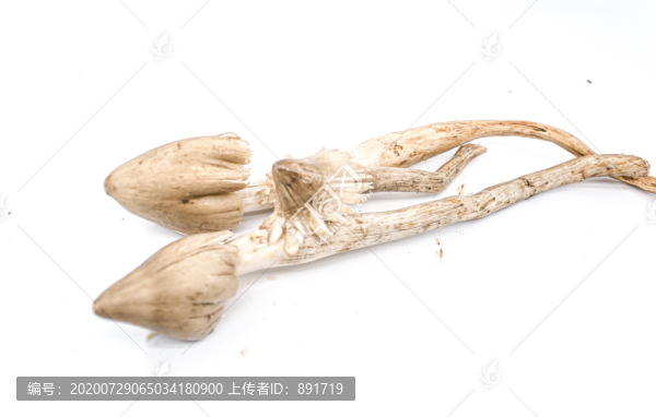 雞樅