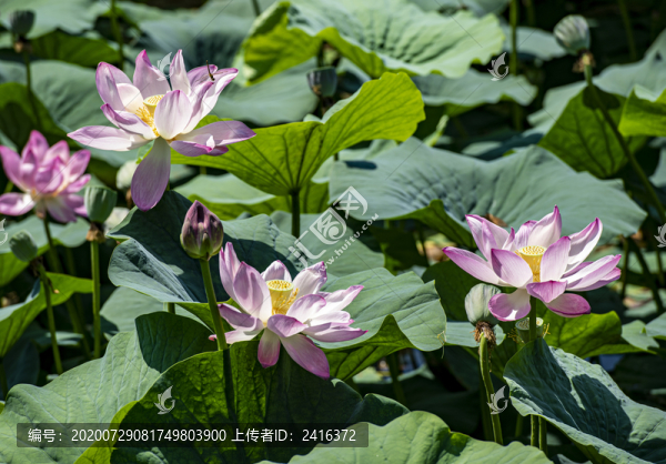 夏日荷花