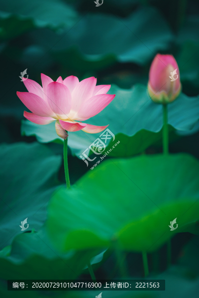 荷塘風(fēng)光