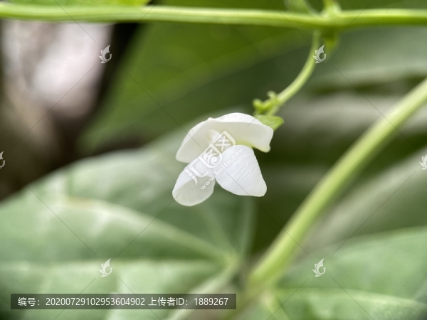豆角花