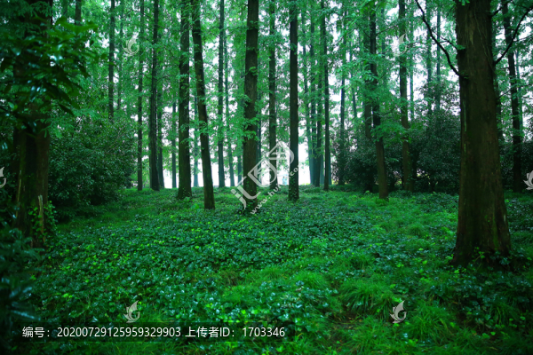 森林