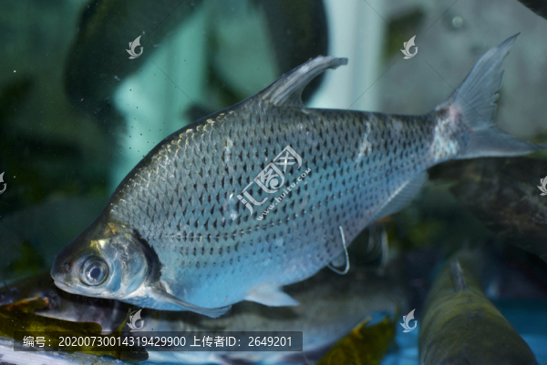 鳊魚(yú)