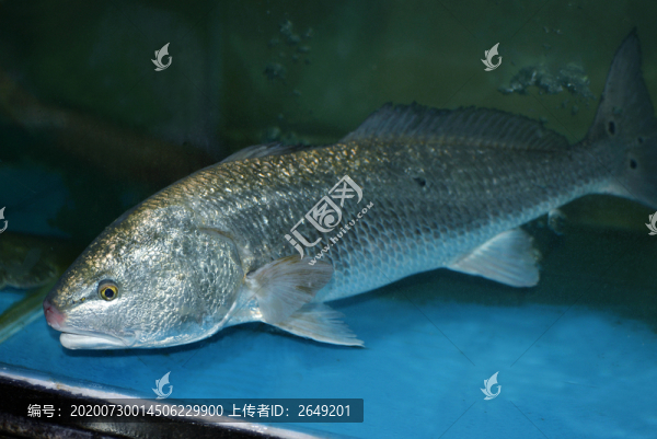 海鱸魚