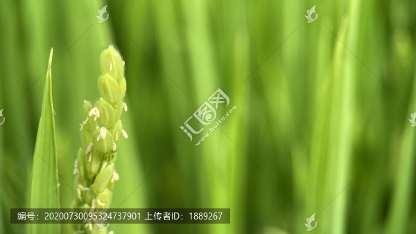 稻穗