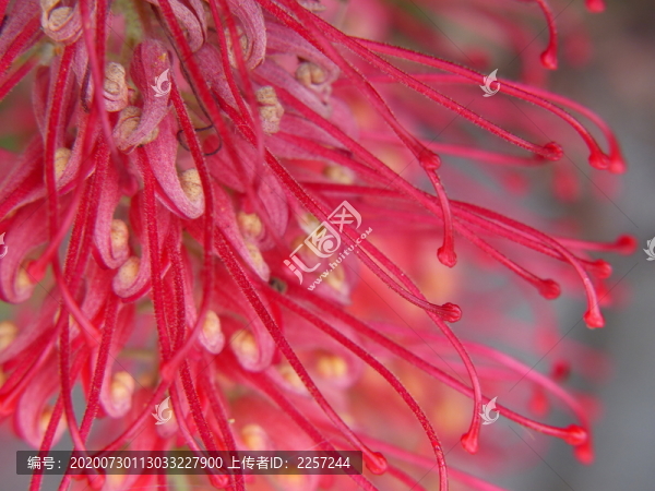 紅花銀樺