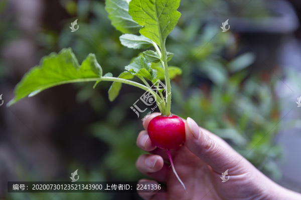 櫻桃小蘿卜
