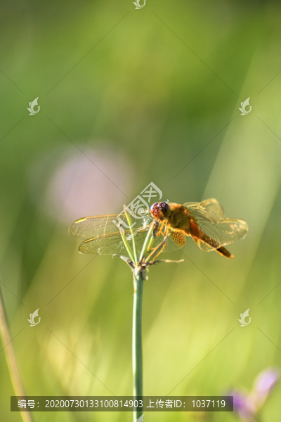 蜻蜓