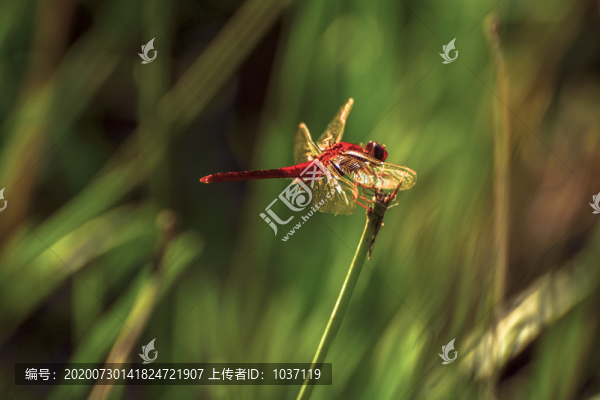紅蜻蜓