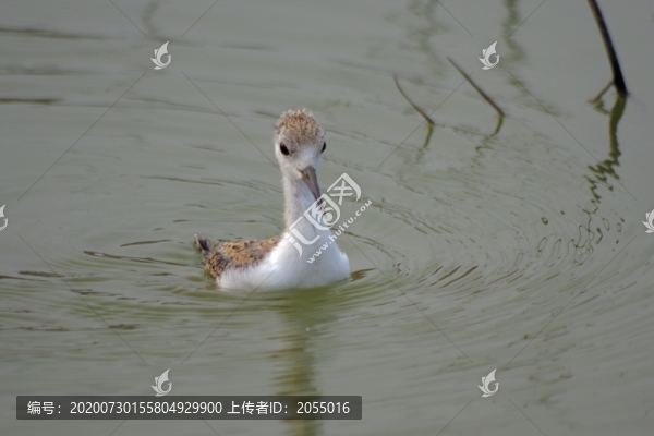 黑翅長腳鷸幼鳥
