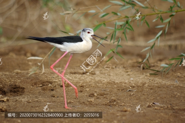 黑翅長(zhǎng)腳鷸