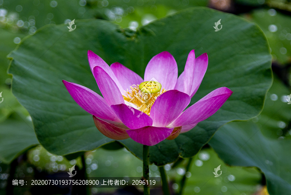 荷花