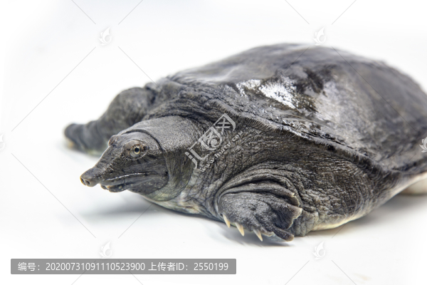 野生活甲魚