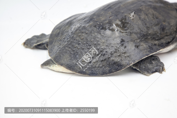 野生活甲魚