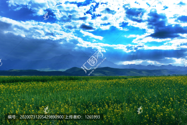 油菜花