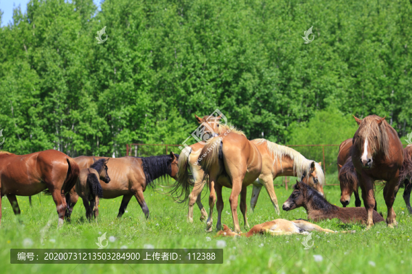 駿馬漢血寶馬棗紅馬牲口馬群