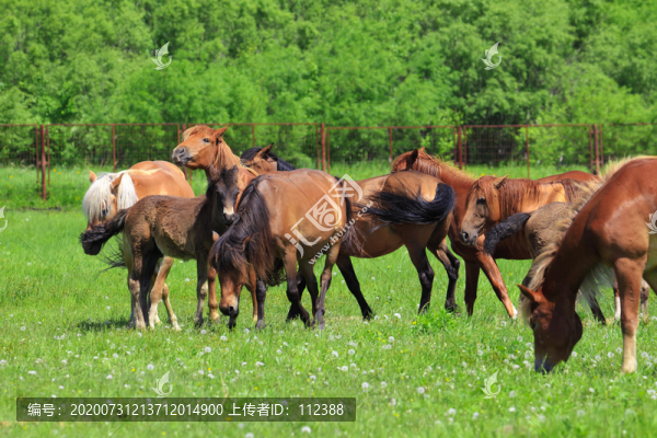 駿馬漢血寶馬棗紅馬牲口馬群