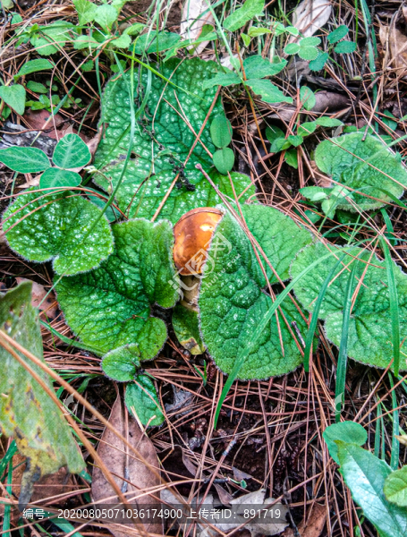 野生美味牛肝菌