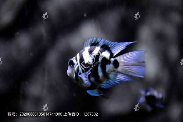 迷你鸚鵡魚