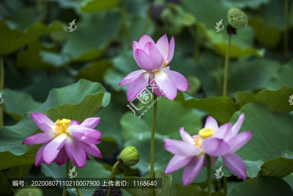 秋雨潤荷