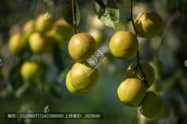 蘋果