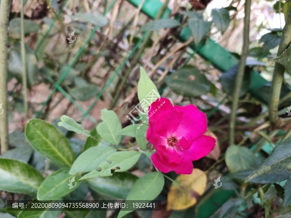 月季花特寫