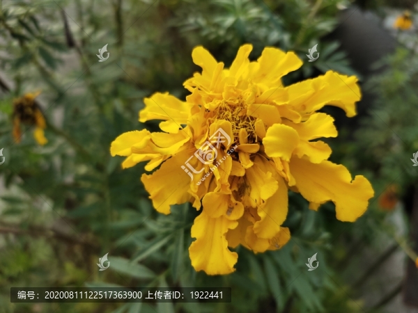 孔雀草花卉