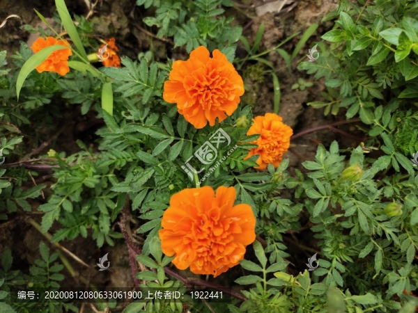 萬(wàn)壽菊