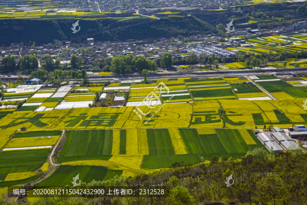 武山油菜花