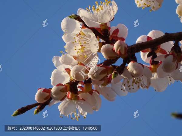 杏花