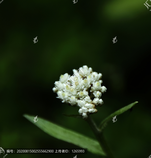 灰葉香青
