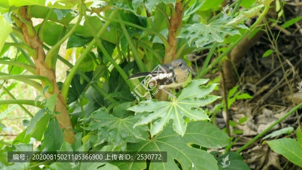 鵲鴝
