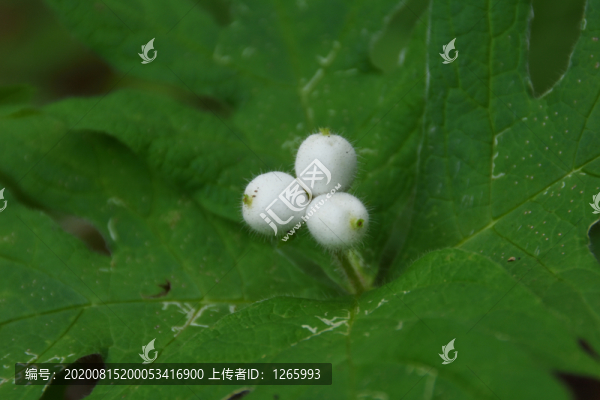 莛子