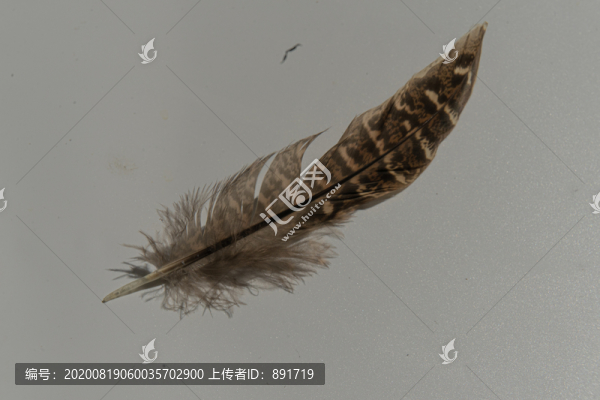老鷹毛