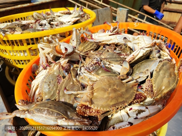 舟山開漁魚船上魚