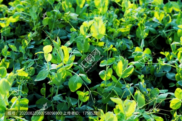 豆尖