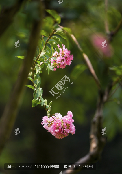 紫薇花開