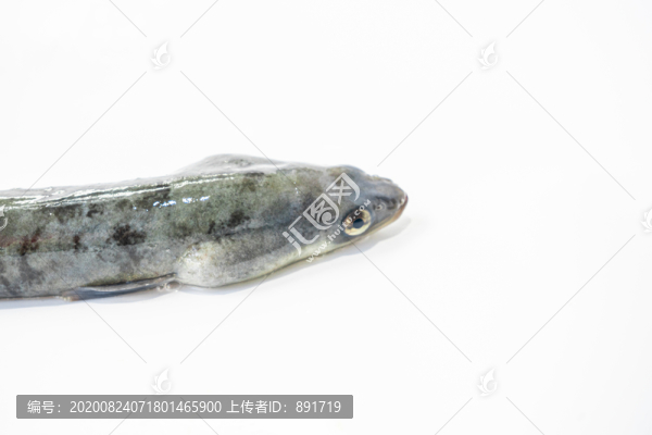 河鰻