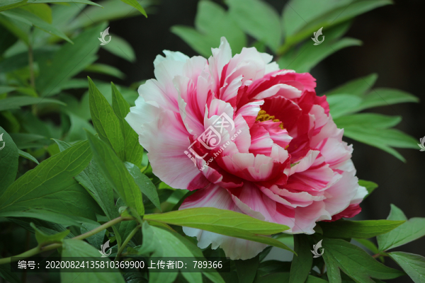 牡丹花