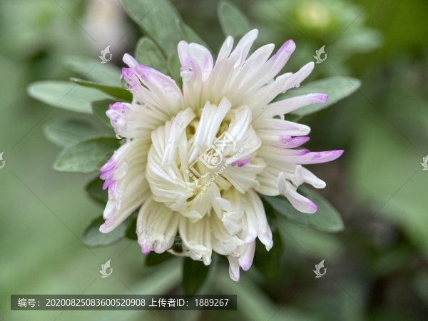 翠菊
