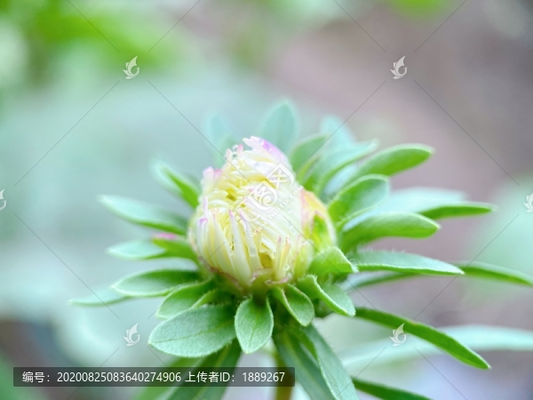 翠菊