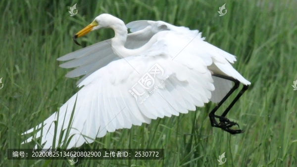 白鷺